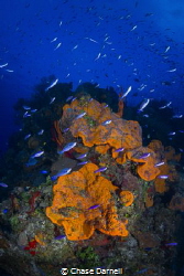 "Colorful Corner"
This is an out cropping on the dive si... by Chase Darnell 